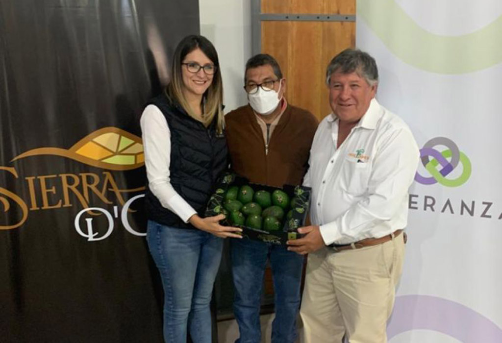 Vice Ministro de Agricultura busca impulsar el Aguacate Ecuatoriano