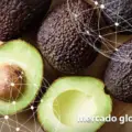 Volumen y calibres: el desafío del aguacate en Ecuador