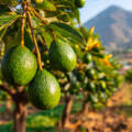 Avances de los cultivos de aguacate en Ecuador